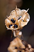 HYACINTHOIDES NON SCRIPTA,  ENGLISH BLUEBELL,  SEEDHEADS