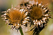 CIRSIUM RIVULARE ATROPURPUREUM SEEDHEADS