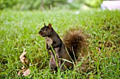 CANADIAN BLACK SQUIRREL