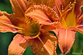 HEMEROCALLIS,  DAY LILY