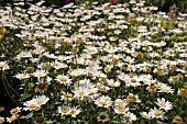 ANTHEMIS PUNCTATA SUBSP. CUPANIANA