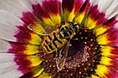 HOVERFLY ON CHRYSANTHEMUM TRICOLOR