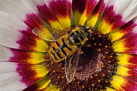 HOVERFLY_ON_CHRYSANTHEMUM_TRICOLOR