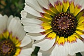 CHRYSANTHEMUM TRICOLOR