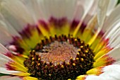 CHRYSANTHEMUM TRICOLOR