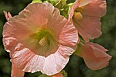 ALCEA ROSEA,  HOLLYHOCK