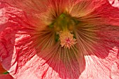 ALCEA ROSEA,  HOLLYHOCK