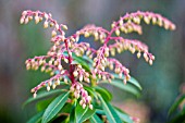 PIERIS FLOWERS