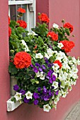 WINDOW BOX WITH PELARGONIUMS AND PETUNIA,  PINK HOUSE,  USK,  SOUTH WALES