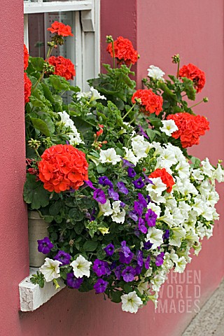 WINDOW_BOX_WITH_PELARGONIUMS_AND_PETUNIA__PINK_HOUSE__USK__SOUTH_WALES