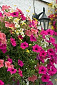 CLOSE UP OF HANGING BASKET WITH PETUNIAS OUTSIDE THE CROSS KEYS,  USK,  WALES
