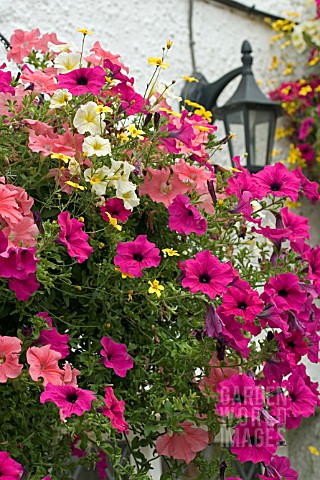 CLOSE_UP_OF_HANGING_BASKET_WITH_PETUNIAS_OUTSIDE_THE_CROSS_KEYS__USK__WALES