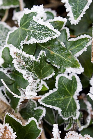 HEDERA_HELIX__IVY_LEAVES_IN_FROST