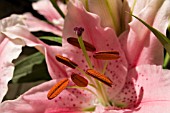 LILIUM