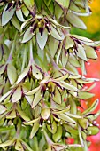 EUCOMIS BICOLOR,  PINEAPPLE LILY