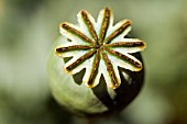 PAPAVER SEED HEAD