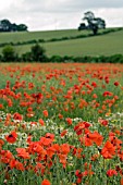 PAPAVER RHOEAS FIELD IN JUNE