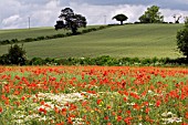 PAPAVER RHOEAS FIELD IN JUNE