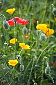 PAPAVER RHOEAS AND ESCHSCHOLZIA