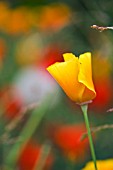 ESCHSCHOLZIA,  CALIFORNIAN POPPY