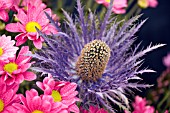 ERYNGIUM OLIVERIANUM