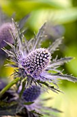 ERYNGIUM OLIVERIANUM