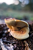 PLUTEUS CERVINUS,  DEER MUSHROOM