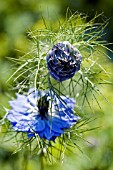 NIGELLA,  LOVE IN A MIST