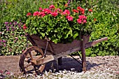 WHELLBARROW PLANTED WITH PELARGONIUMS (GERANIUMS)