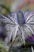 ERYNGIUM OLIVERIANUM