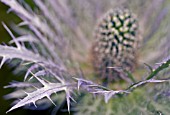 ERYNGIUM OLIVERIANUM