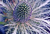 ERYNGIUM OLIVERIANUM