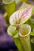 SARRACENIA X LEUCOPHYLLA,  PITCHER PLANT