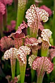 SARRACENIA X LEUCOPHYLLA,  PITCHER PLANT