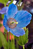 MECONOPSIS GRANDIS