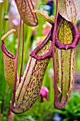 NEPENTHES MIRANDA