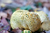 SCLERODERMA CITRINUM,  COMMON EARTHBALL OR PIGSKIN POISON PUFFBALL