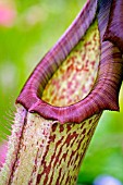 NEPENTHES MIRANDA