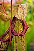 NEPENTHES MIRANDA