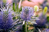 ERYNGIUM OLIVERIANUM