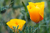 ESCHSCHOLZIA,  CALIFORNIAN POPPY