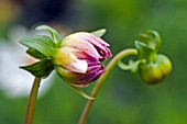 DAHLIA BUDS