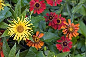 INULA HOOKERII AND HELENIUM SEPTEMBERFUCHS