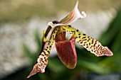 PAPHIOPEDILUM RAISIN PIE X MASUPI