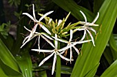 CRINUM ASIATICUM