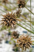 CYPERUS