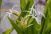 CRINUM ASIATICUM