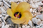 HIBISCUS FLOWER ON THE BEACH