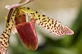 PAPHIOPEDILUM RAISIN PIE X MASUPI