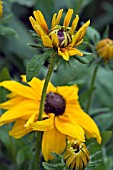 RUDBECKIA FULGIDA VAR. SULLIVANTII GOLDSTURM